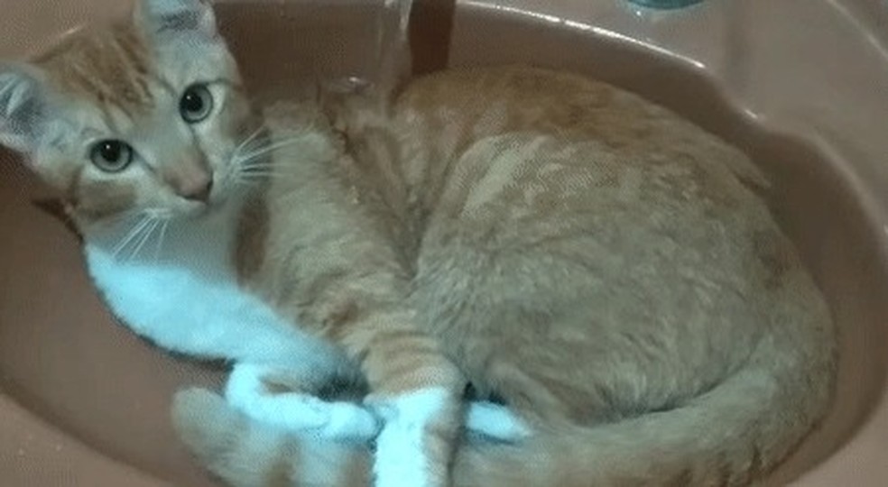 vídeo antigo do meu gatinho que morreu #pet #cat #gato #fypp