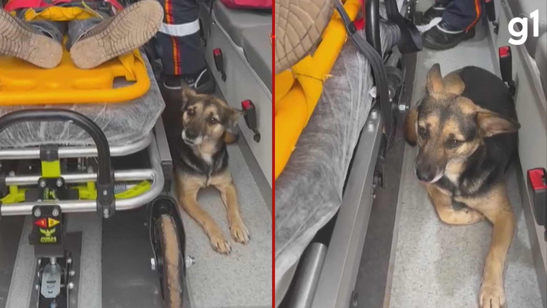 VÍDEO: cadela se recusa a deixar tutor atropelado e embarca em ambulância no Norte do RS