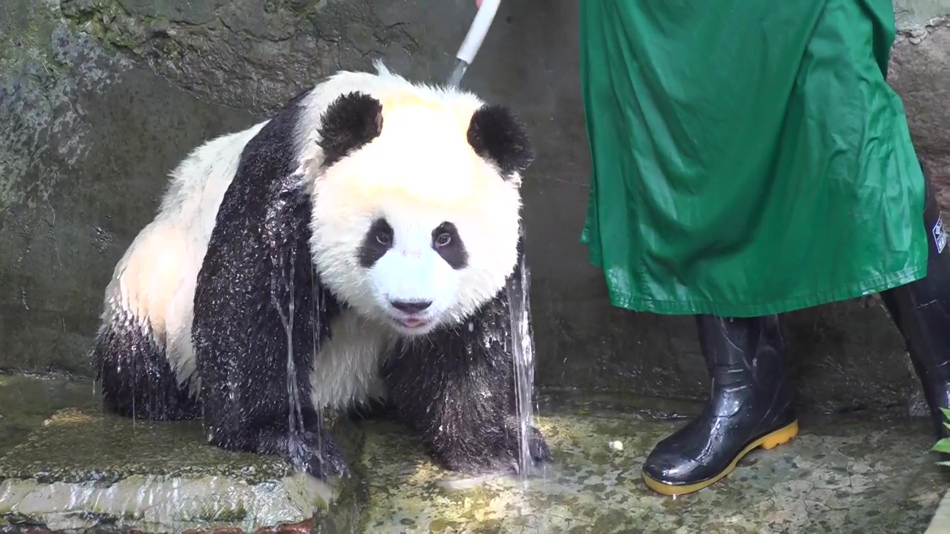 VÍDEO: Pandas gigantes ganham bolo de gelo e banho de mangueira para espantar calor na China