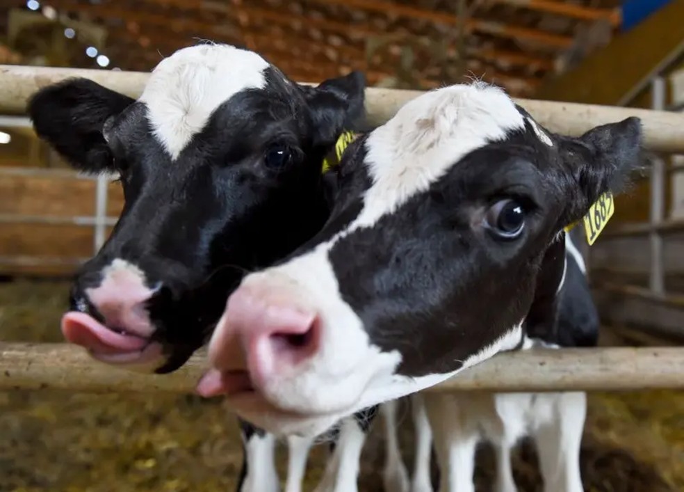 A carne argentina representa 2,1% do total das importações dos EUA — Foto: Getty Images via BBC