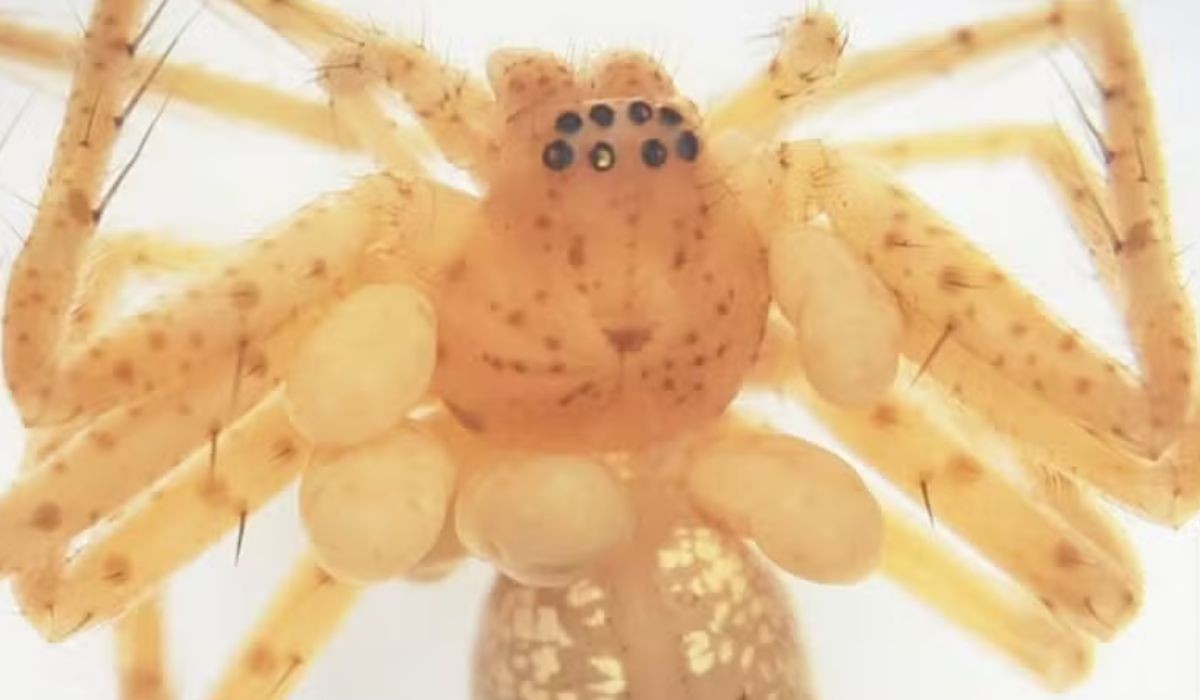 'Colar de pérolas' em aranha revela nova espécie de parasita inédita no Brasil
