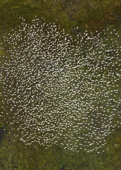 VÍDEO: Revoada de pássaros encanta biólogo no céu do Pantanal em MS