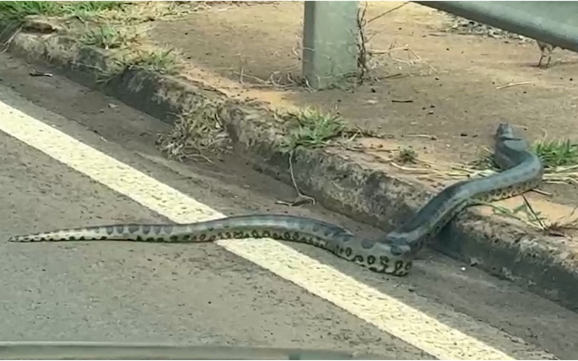 
Sucuri é flagrada em área urbanizada às margens de rodovia no interior de SP; vídeo