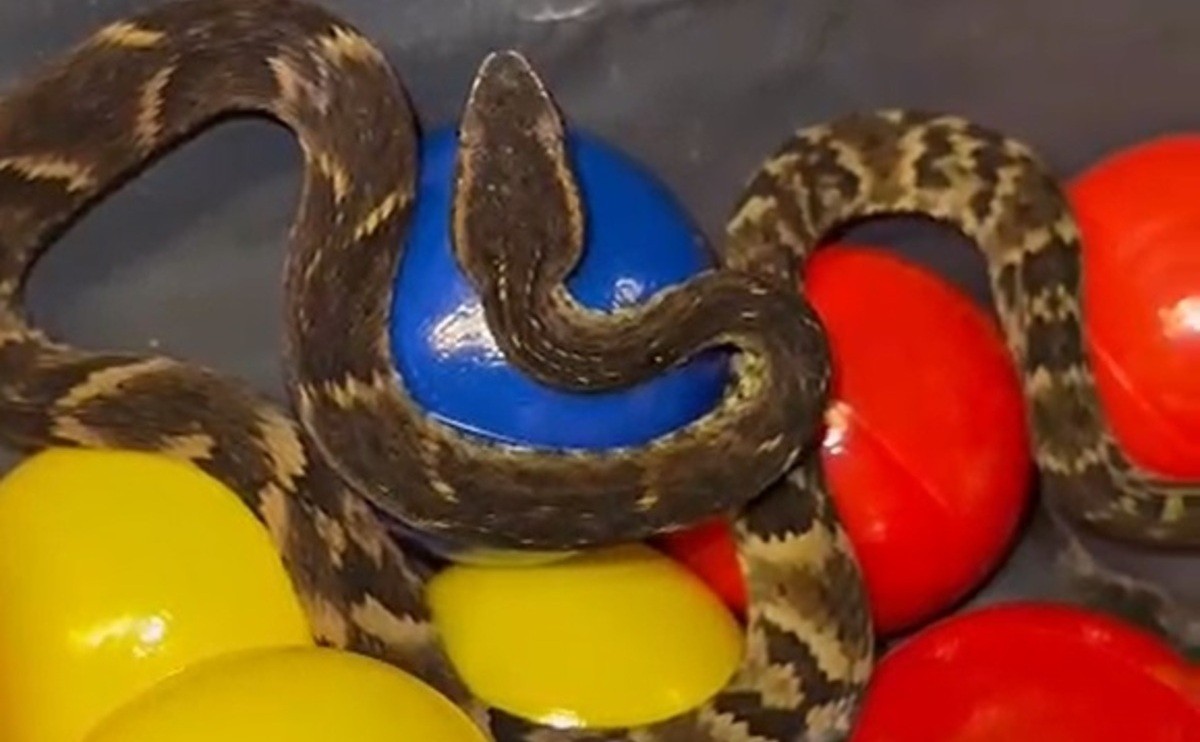 Jararaca é encontrada em piscina de bolinhas de restaurante na Grande SP