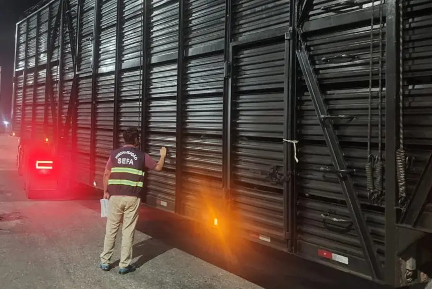 Fiscais apreendem 120 cabeças de gado com nota subfaturada na divisa do PA com MA