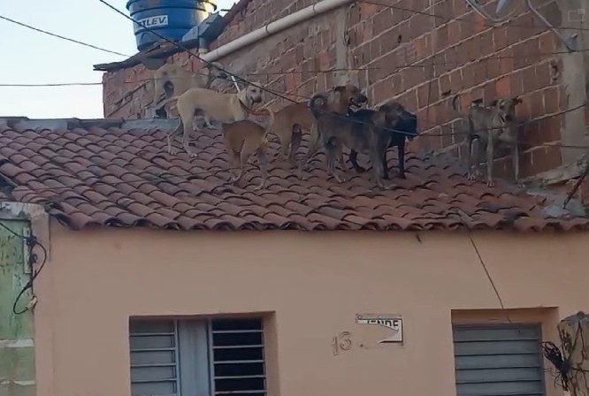 Cachorros sobem em telhado após perseguirem cadela no cio e são resgatados pelos bombeiros; VÍDEO