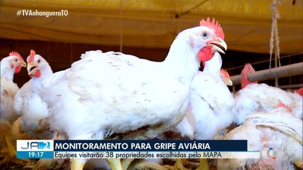 Estado começa a monitorar plantel de aves contra a gripe aviária