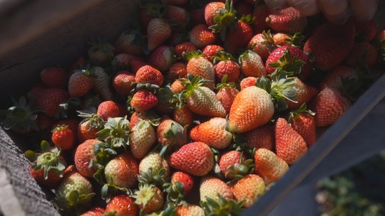 Morango está em pico de safra em Piedade - Agricultores apostam na fruta, que já ocupa espaço importante na produção rural de Piedade (SP).
