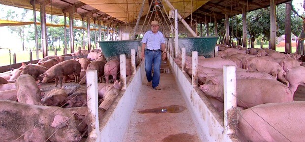 Boi, frango e porco: USP analisa movimentos de preços das carnes concorrentes e reflexos da estiagem em agosto