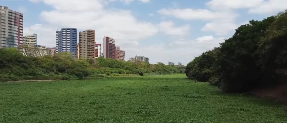 Aguapés cobrem grande parte do Rio Poti, cobrindo a passagem de oxigênio e afetando a vida no rio — Foto: Reprodução/Tv clube