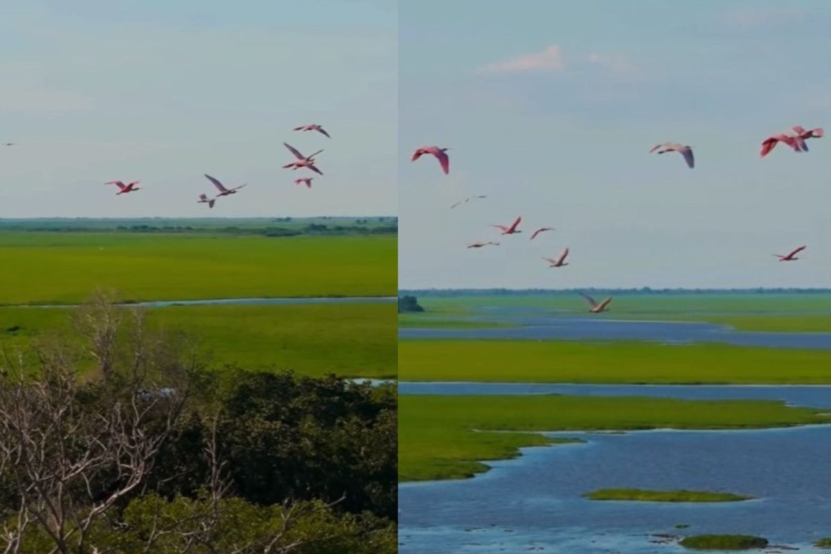 Espetáculo no Pantanal: revoada de aves rosa toma céu e cria cenário deslumbrante; veja vídeo