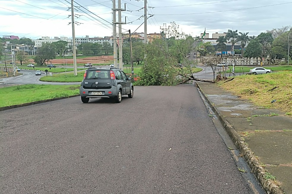 Árvores bloqueiam vias em Presidente Prudente (SP) — Foto: Roberto Zampronio/Cedida