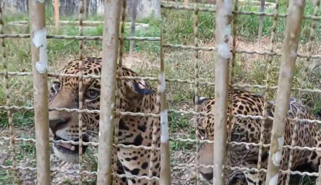 Onça-pintada é capturada na área urbana de Ji-Paraná, RO; vídeo mostra o momento