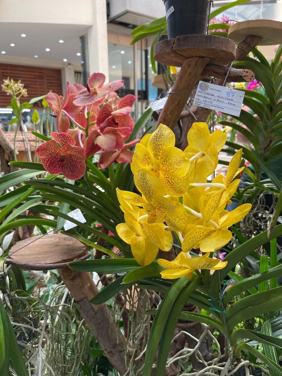 Exposição de Orquídeas, foto de arquivo — Foto: Divulgação