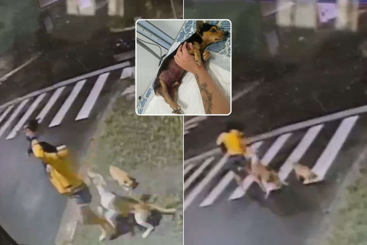 Pinscher morre após ser atacado por pit bull durante passeio no litoral de SP; VÍDEO