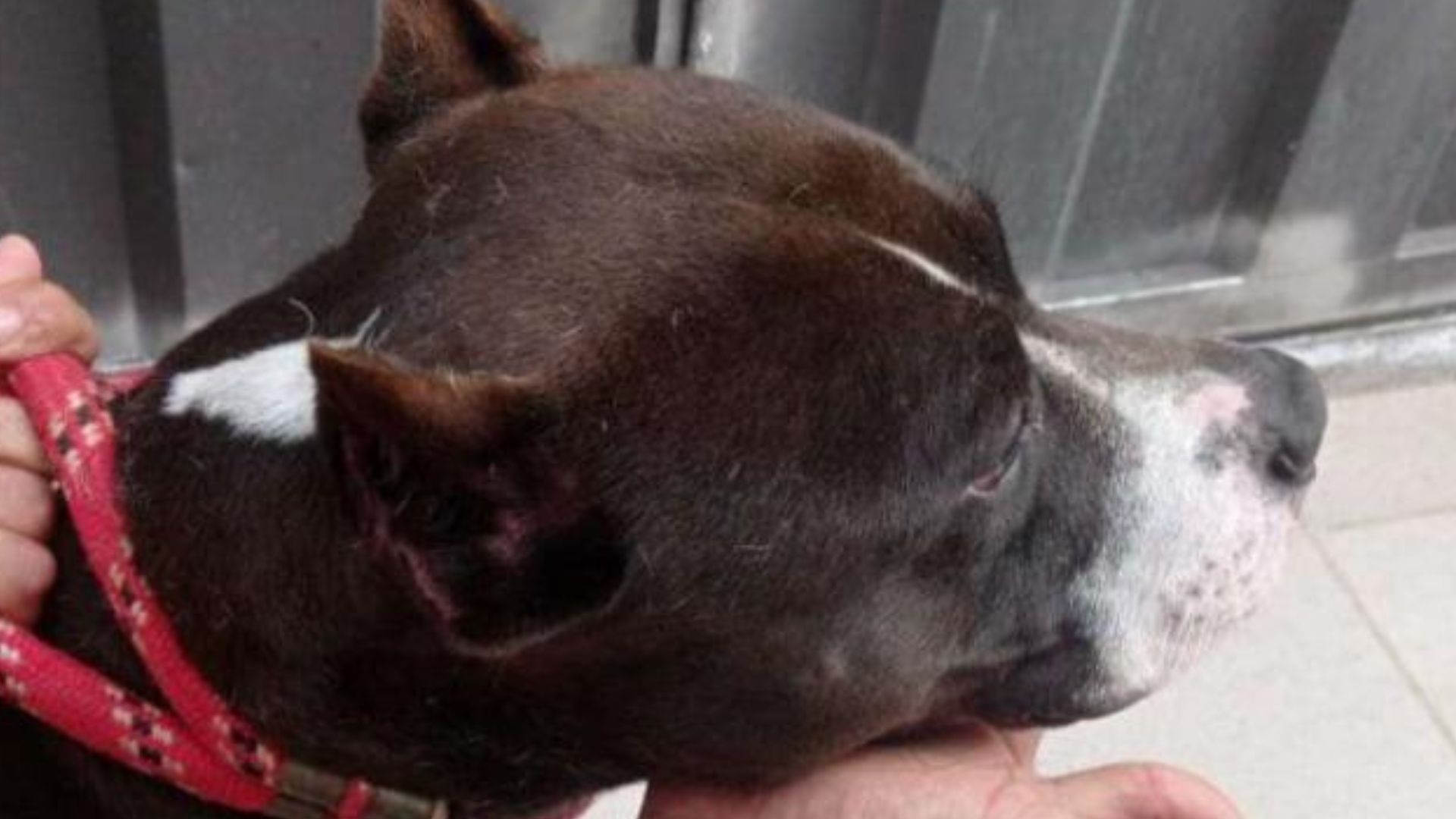 Cães desnutridos e feridos são encontrados em operação na casa de suspeito de tráfico de drogas em MG