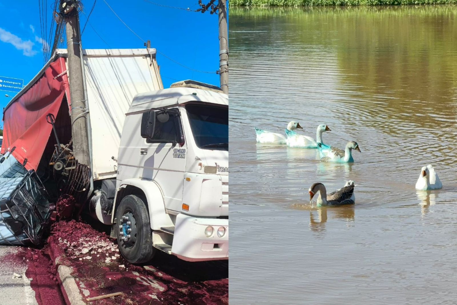 Patos e gansos são tingidos de azul após caminhão com carga de corante tombar e derramar produto químico em córrego 
