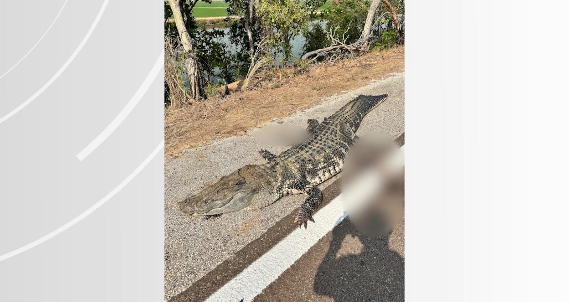Jacaré-açu de mais de 2 metros morre atropelado na BR-242; vídeo 