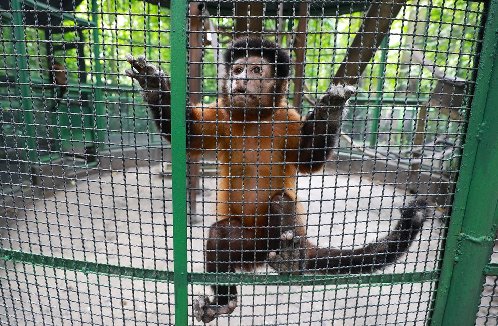 Fulgêncio veio de Barcarena e está sob cuidados em Belém. — Foto: Paula Lourinho