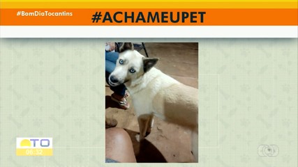 Acha meu pet: tutor procura cadelinha desaparecida na antiga 1304 Sul