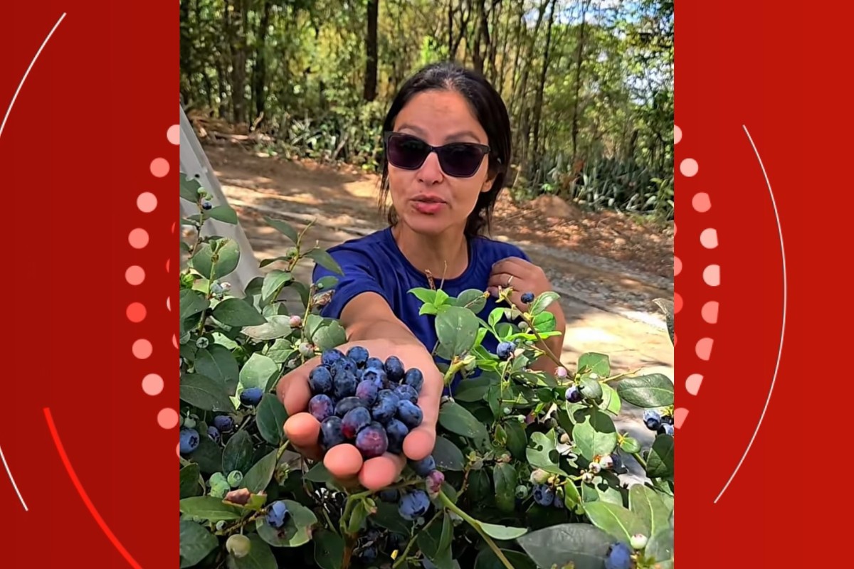 Empreendedora itinerante estima perda de quase R$ 85 mil em mudas de mirtilos e framboesas destruídas após fiscalização em MT