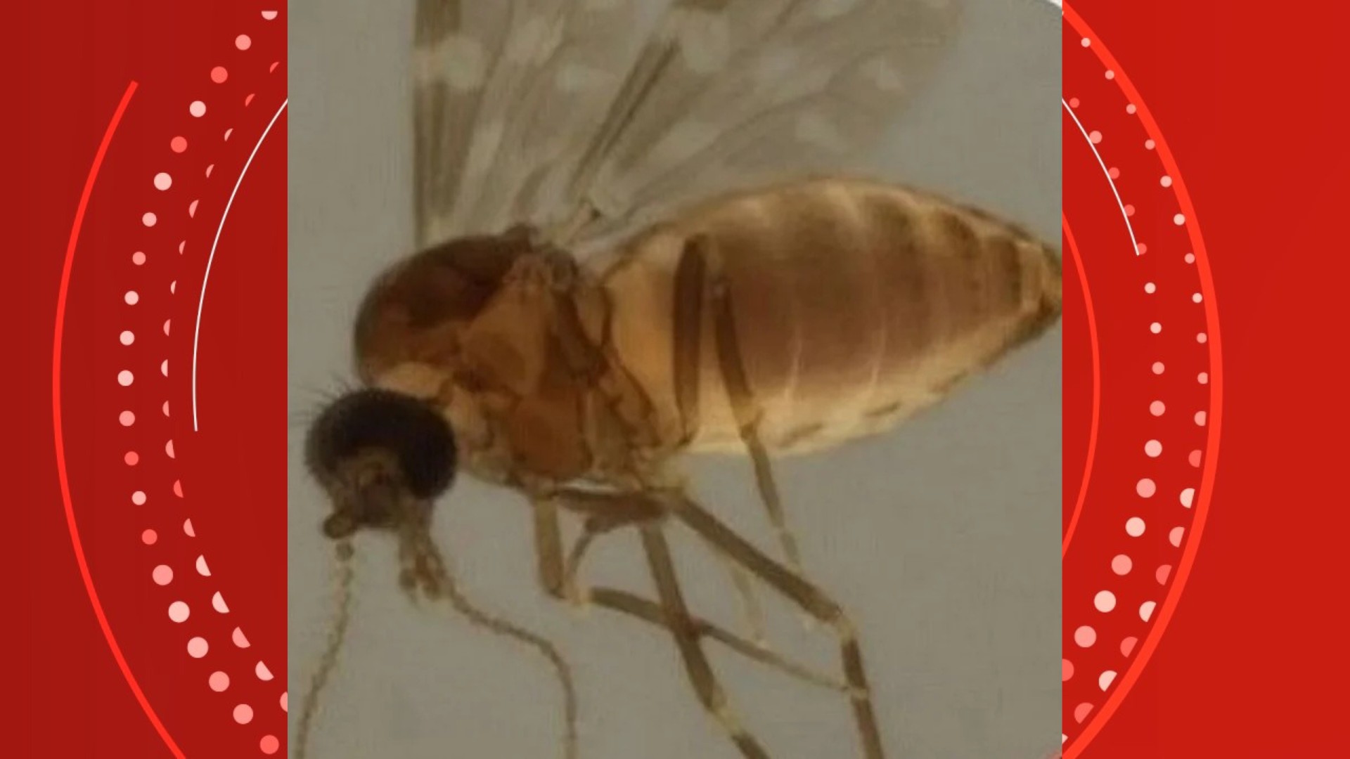 Febre do Oropouche: ES confirma 25 casos da doença transmitida por mosquito; veja cidades com registros