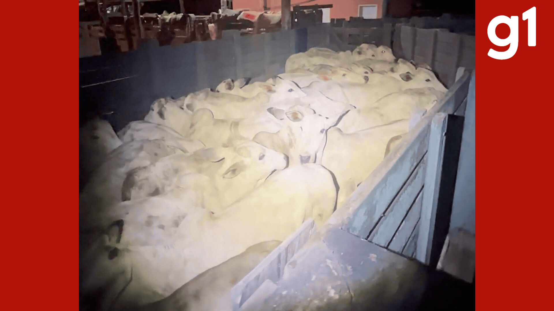 Três pessoas são presas suspeitas de furtar 30 cabeças de gado em MT