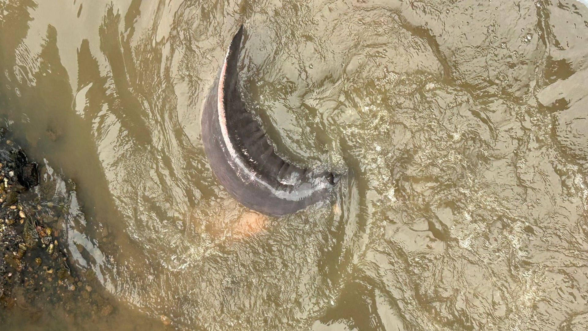 Boto resgatado em canal de Belém morre apesar de tratamento | G1