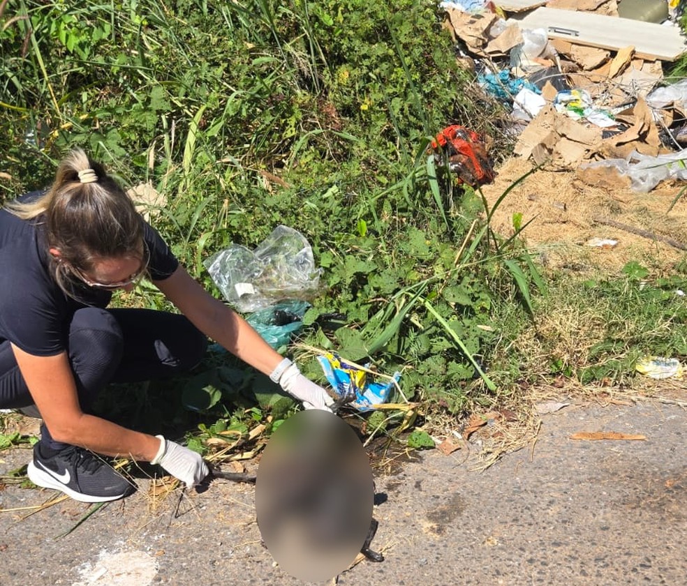 Gato adotado por casal foi encontrado morto com sinais de maus-tratos — Foto: Polícia Civil