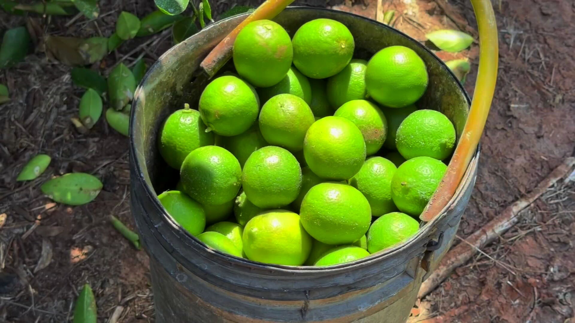 Noroeste paulista se destaca na exportação de limão e impulsiona agronegócio