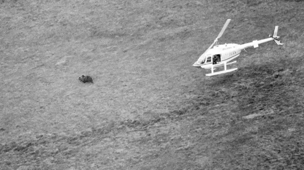 Hércules foi encontrado após ter desaparecido por 24 dias. — Foto: Getty Images via BBC