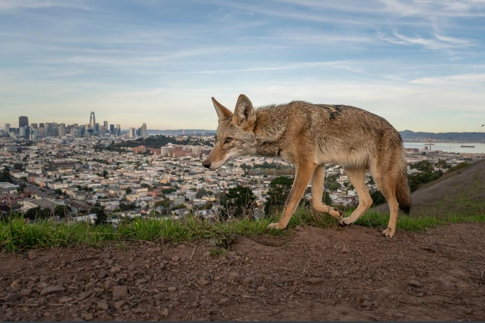Esta foto de um coiote caminhando por uma trilha com vista para São Francisco rendeu a Loren Elliott o Prêmio de Reportagem Fotográfica — Foto: Loren Elliott