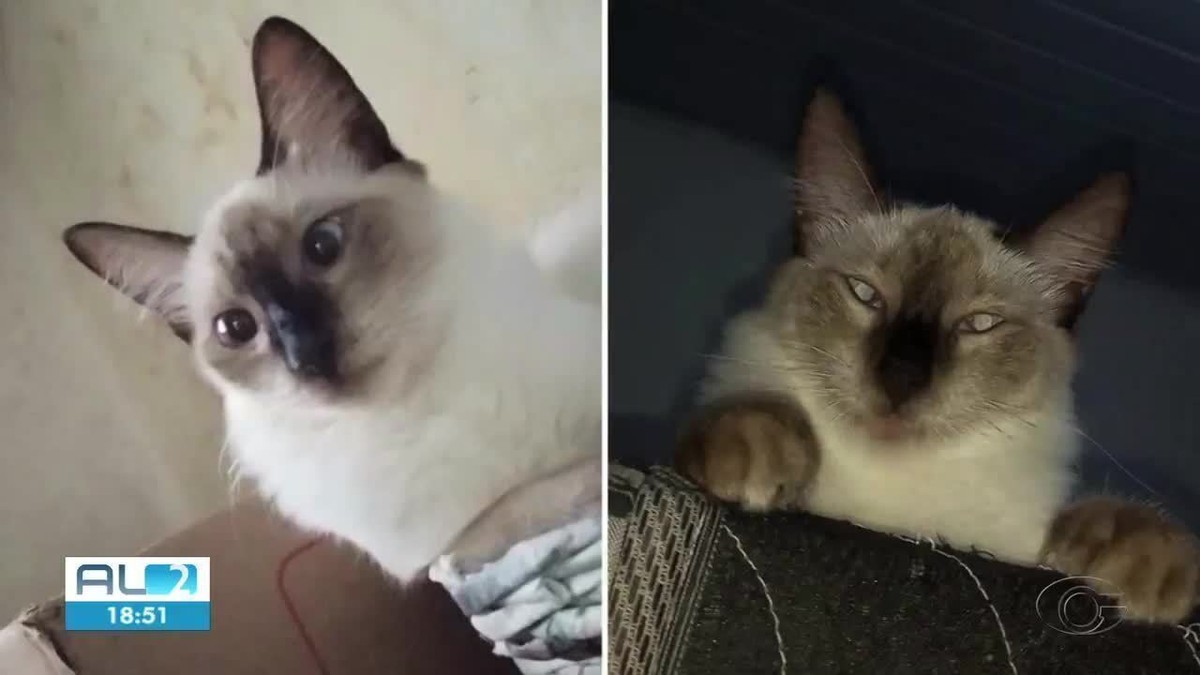Falsa veterinária é denunciada por tutora de gata que morreu durante cirurgia de castração em Maceió