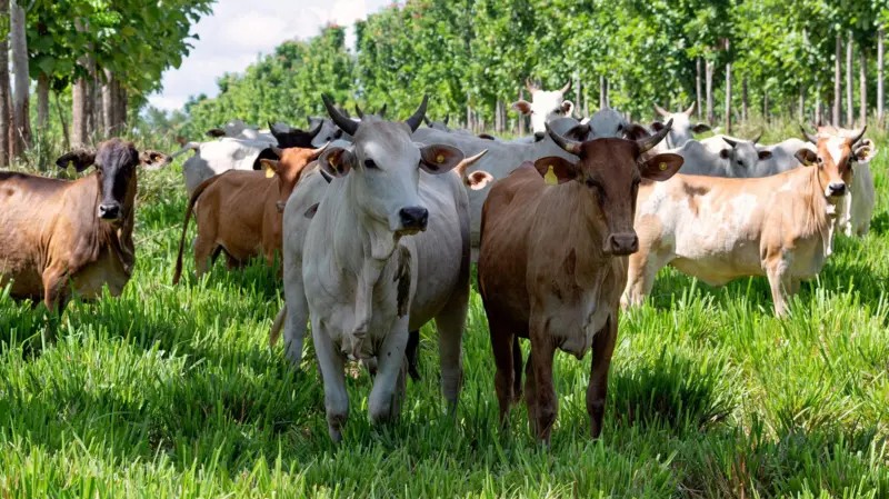 As 'supervacas' que fizeram do Brasil o maior exportador de carne do mundo