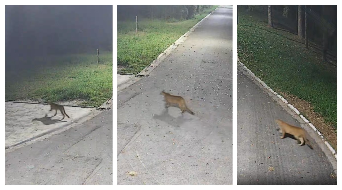 Onça-parda é flagrada por câmeras de segurança em Barueri, na Grande SP; VÍDEO
