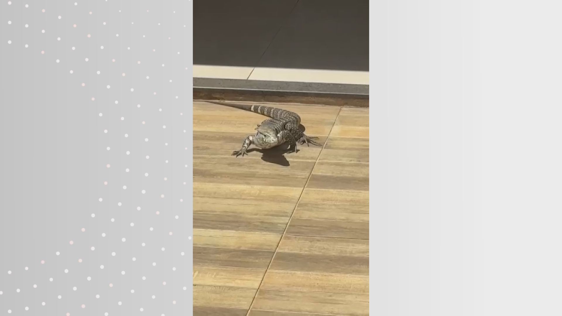 VÍDEO: lagarto aparece em casa e resgate mobiliza Bombeiros em Araraquara