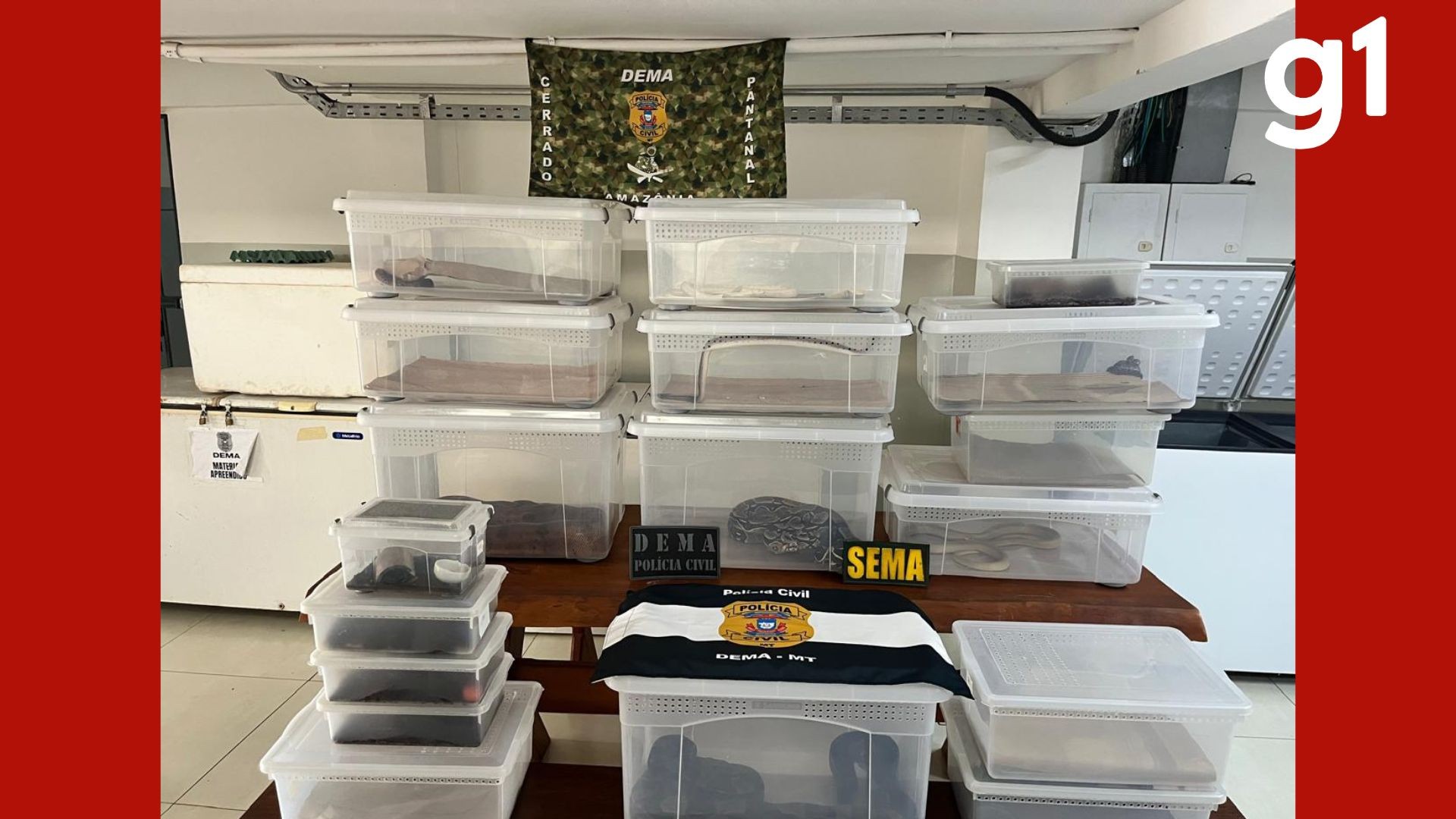 VÍDEO: polícia apreende 29 animais silvestres em casa de Cuiabá