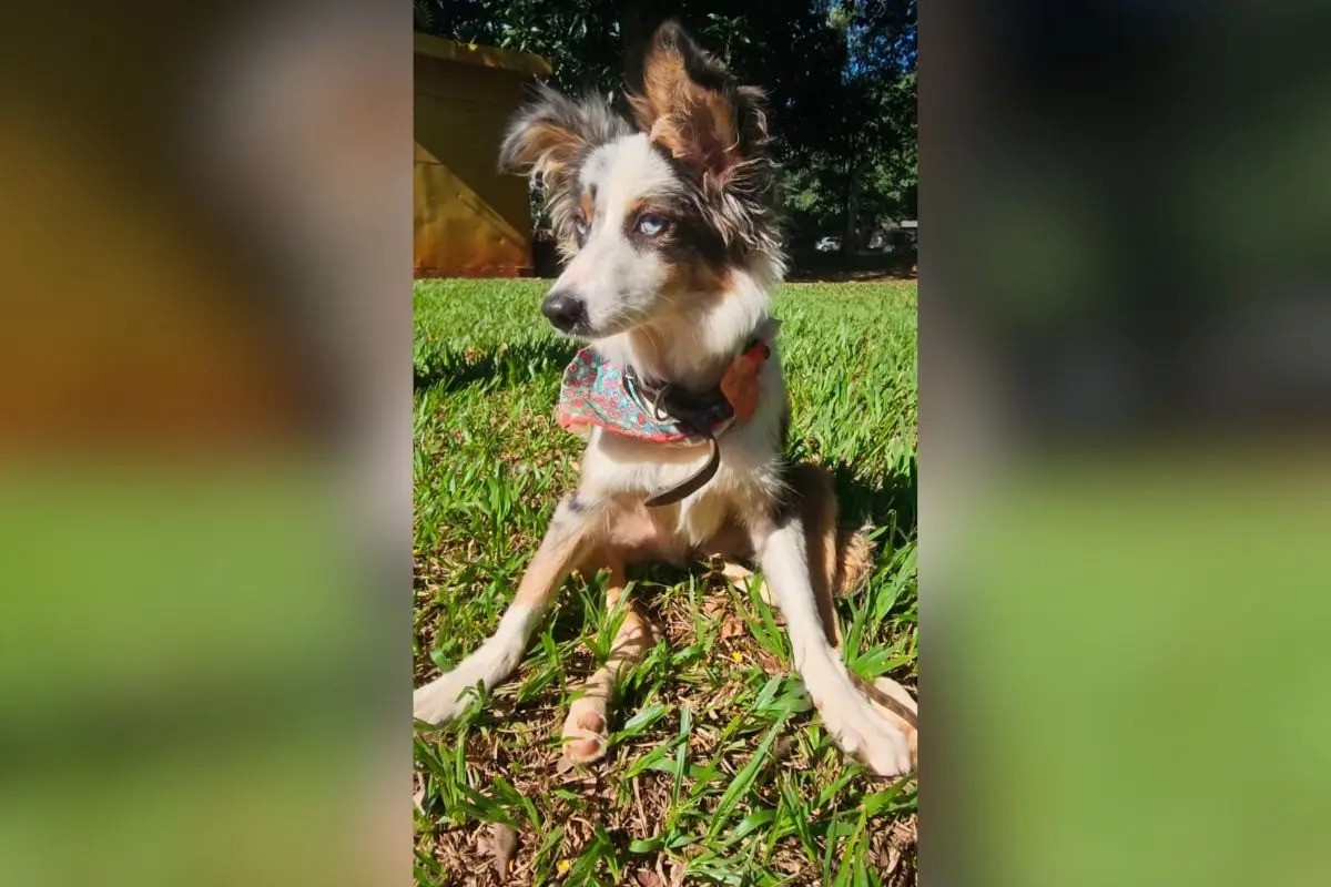 Enfermeira e amiga são indiciadas após fingir resgate para abandonar cão doente em CCZ de MS