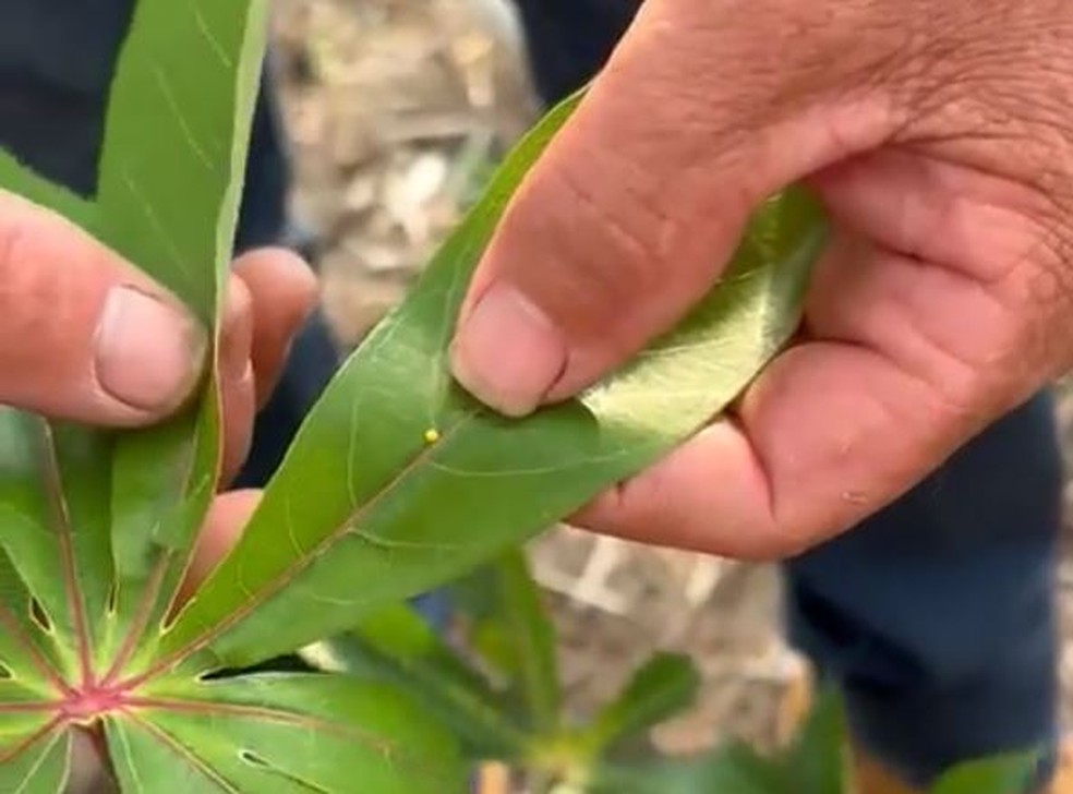 Lagarta atinge plantações de mandioca e pode contaminar 100% do plantio — Foto: Reprodução/Prefeitura de Cruzeiro do Sul