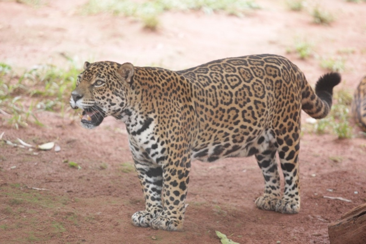 Onça-pintada do Parque do Sabiá morre em Uberlândia | Triângulo Mineiro ...