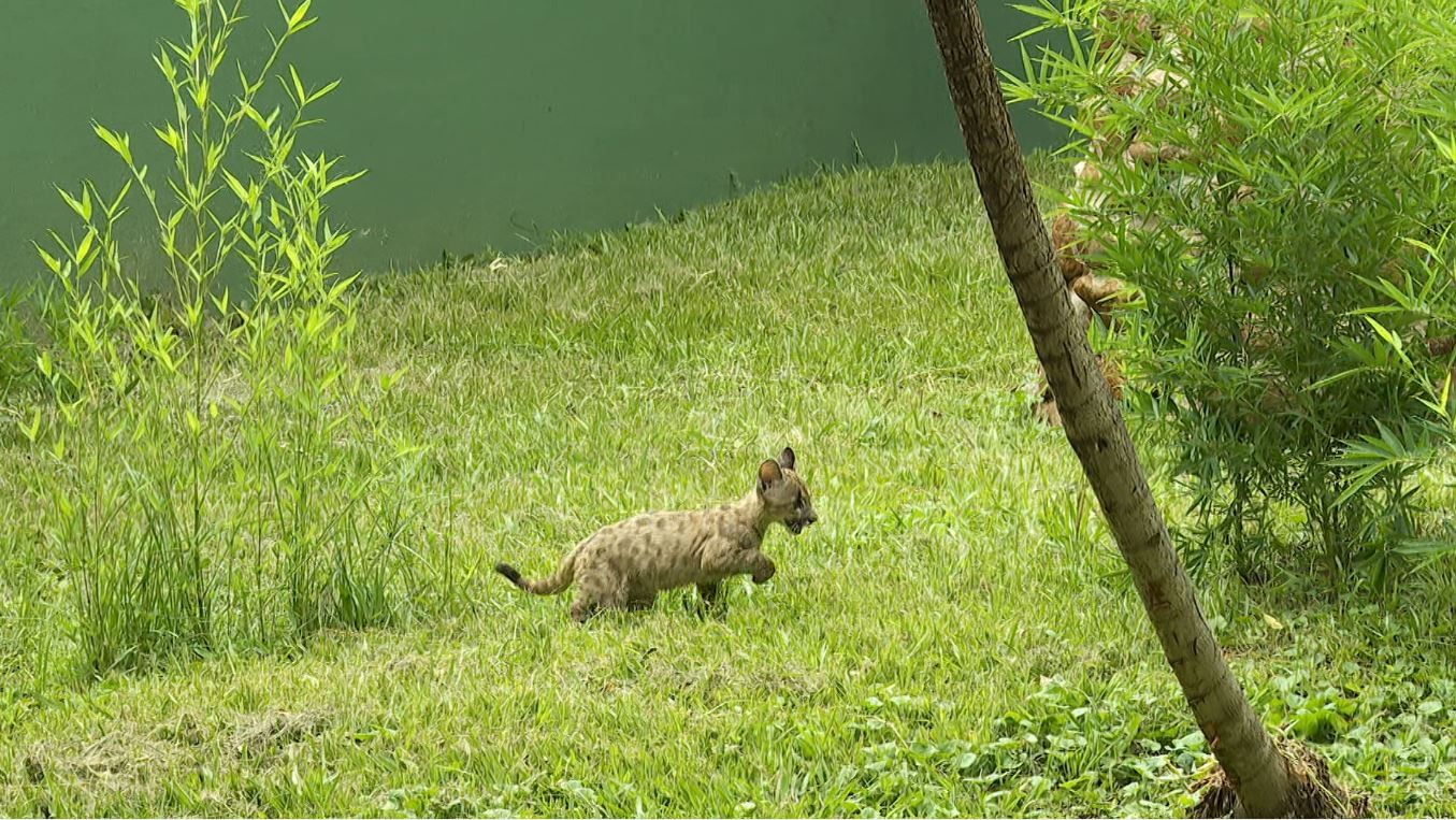 Filhote de suçuarana resgatada, Rita não voltará à natureza, e Bosque de Ribeirão Preto será sua nova casa