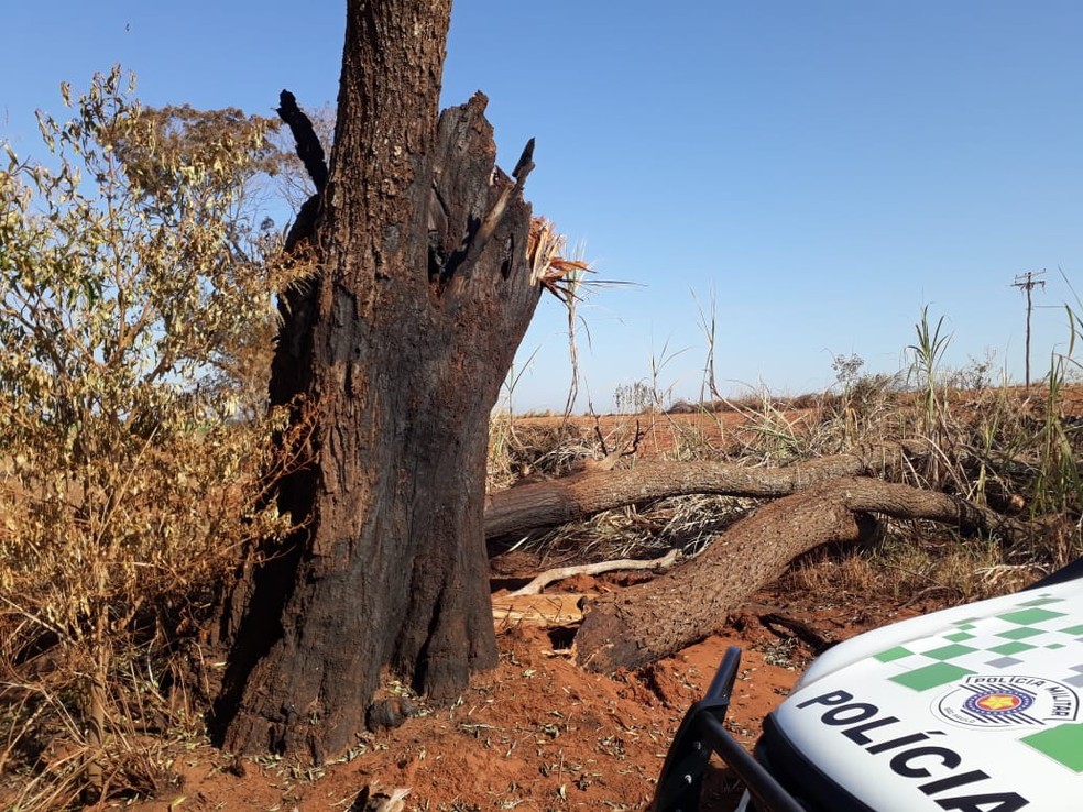 Operação Guardião das Florestas foi realizada no Oeste Paulista — Foto: Polícia Militar Ambiental