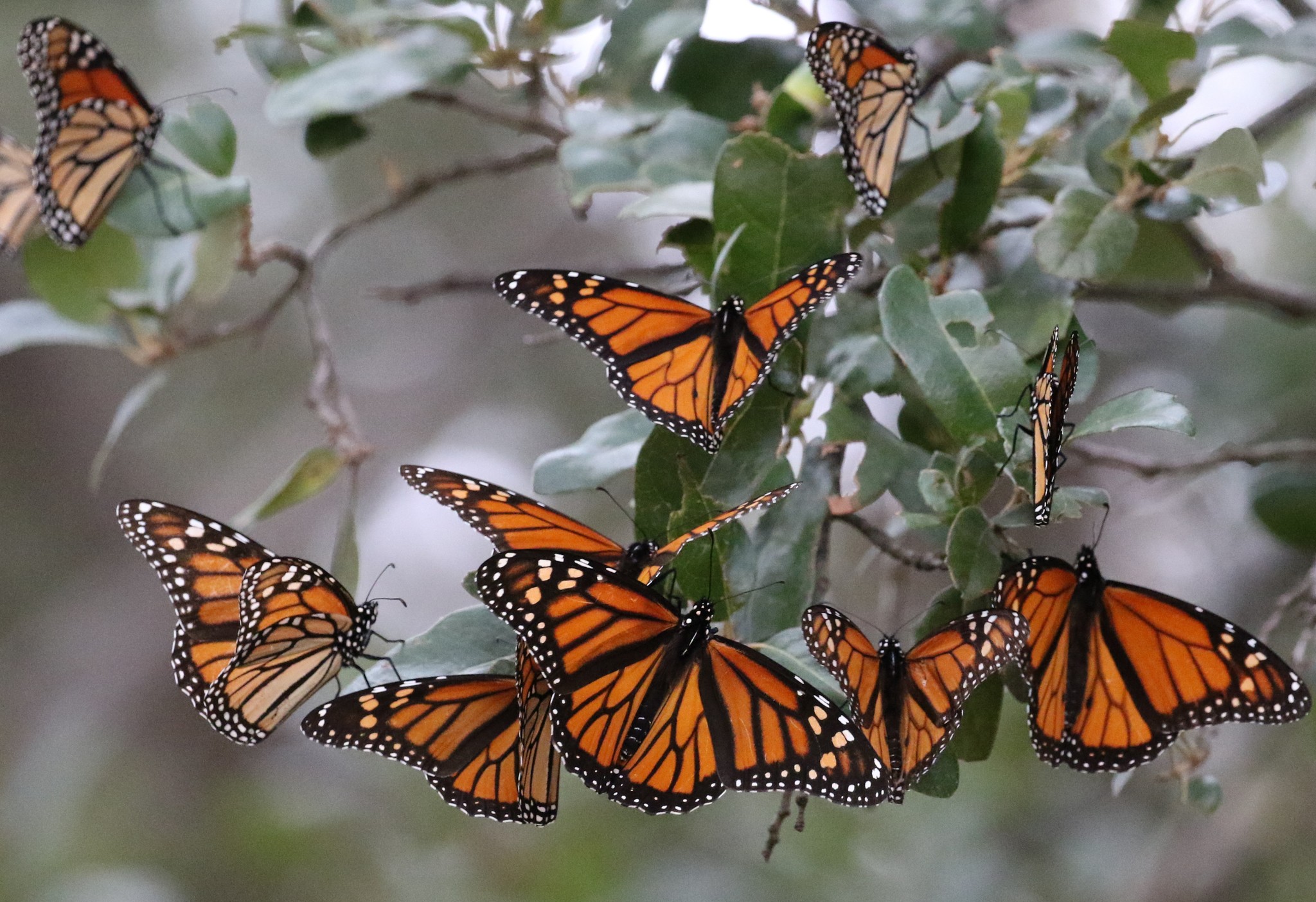 Conheça a borboleta que realiza uma das maiores jornadas migratórias entre os insetos