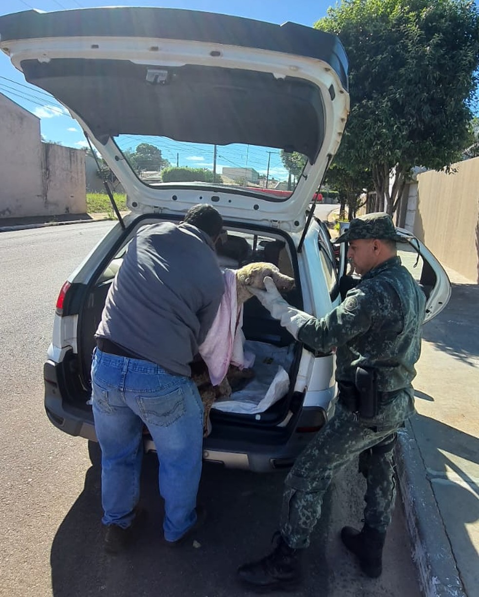 Cão vítima de maus-tratos foi resgatado em Euclides da Cunha Paulista (SP) — Foto: Polícia Militar Ambiental