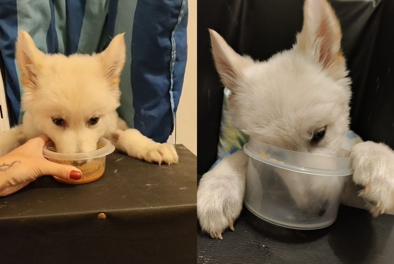 Megaesôfago: a doença que faz cães se alimentarem em pé e exige cuidados por toda a vida