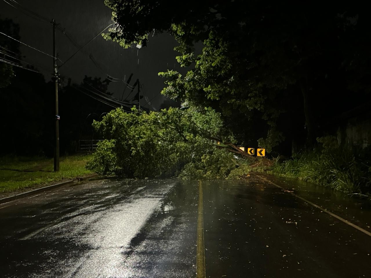 Queda de árvore de grande porte interdita Estrada da Rhodia em Campinas
