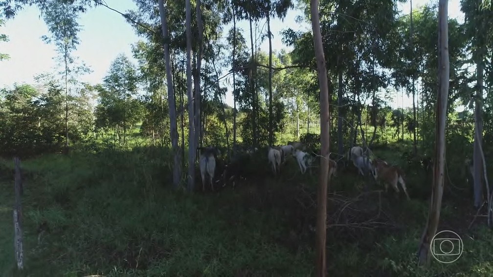 No sistema, o boi é criado na sobra, entre as árvores. — Foto: TV Globo/Reprodução