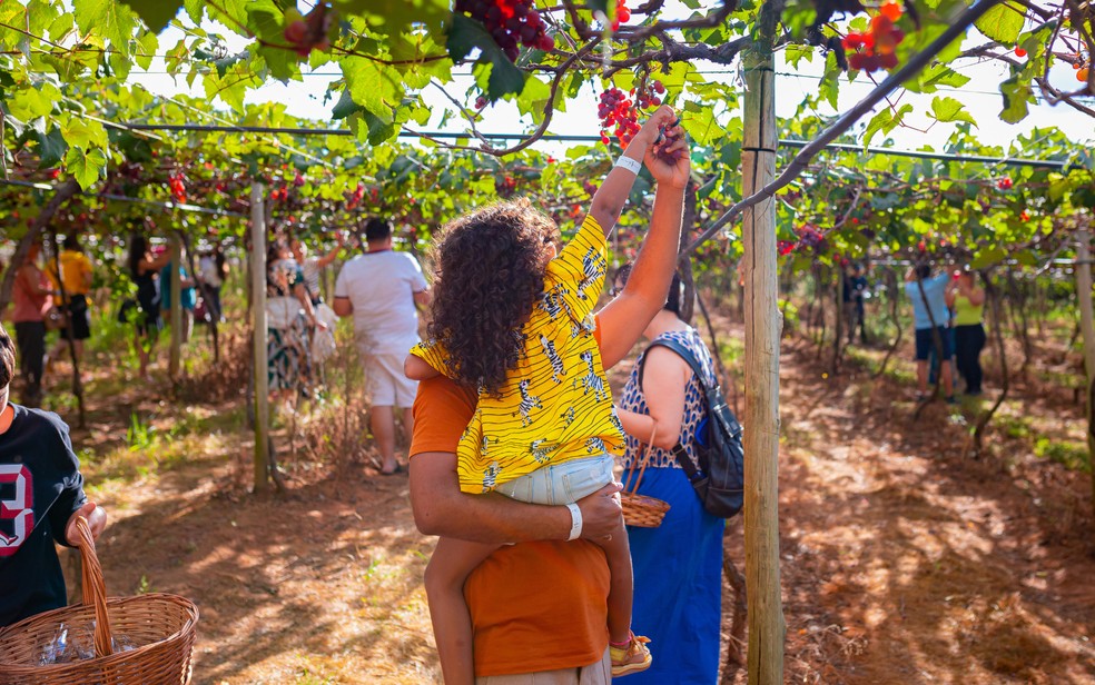 Vin�cola Assun��o, em Piren�polis � Foto: Divulga��o/Vin�cola Assun��o