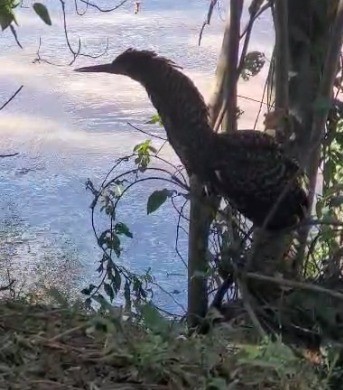 Rara no Sul do Rio, ave encontrada debilitada é devolvida à natureza em Valença