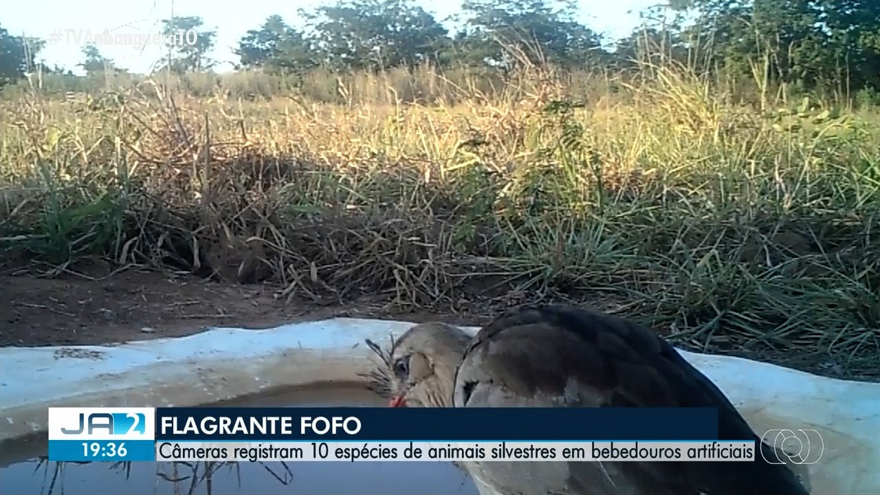 VÍDEOS: Jornal Anhanguera 2ª Edição-TO de segunda-feira, 24 de agosto de 2026